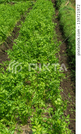 Fresh organic celery plants (Apium graveolens) growing on a highland vegetable farm. 139721972