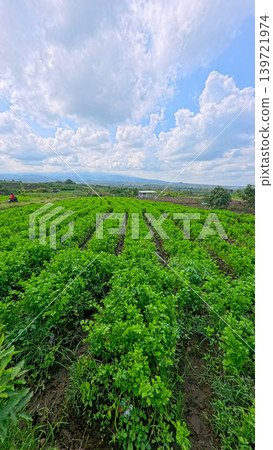 Fresh organic celery plants (Apium graveolens) growing on a highland vegetable farm. 139721974