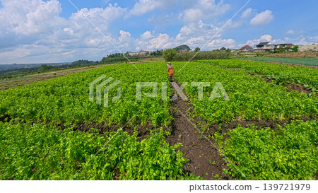 Fresh organic celery plants (Apium graveolens) growing on a highland vegetable farm. 139721979