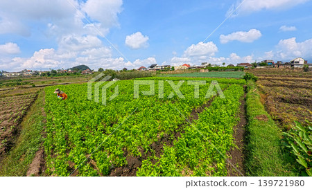Fresh organic celery plants (Apium graveolens) growing on a highland vegetable farm. Fresh organic celery plants (Apium graveolens) growing on a highland vegetable farm. 139721980