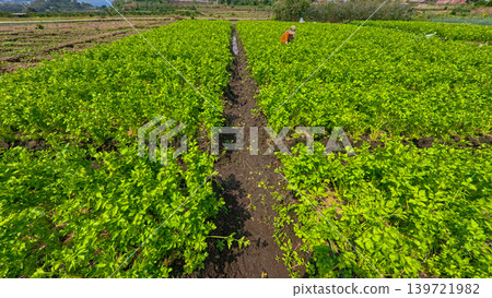Fresh organic celery plants (Apium graveolens) growing on a highland vegetable farm. 139721982