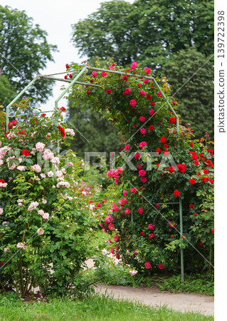 Blooming red climbing roses in full bloom on decorative arch on lush green summer garden background 139722398