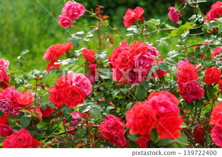 Branch of bright red rose flowers blooming in garden with green leaves and natural background 139722400
