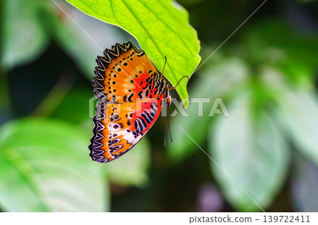 Cethosia biblis, the lacewing biblis or red lacewing butterfly sitting on leaf in outdoor garden Cethosia biblis, the lacewing biblis or red lacewing butterfly sitting on leaf in outdoor garden 139722411