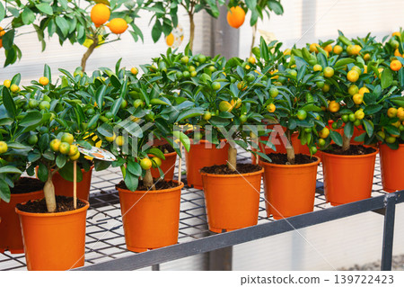 Potted Calamondin Citrus microcarpa tree with orange fruits in garden center greenhouse, flower shop Potted Calamondin Citrus microcarpa tree with orange fruits in garden center greenhouse, flower shop 139722423