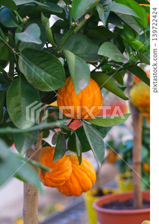 Close up of wrinkled Mandarin, Tangerine fruit, Citrus reticulata on potted tree with green leaves Close up of wrinkled Mandarin, Tangerine fruit, Citrus reticulata on potted tree with green leaves 139722424