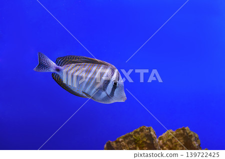 Zebrasoma velifer, Pacific sailfin tang or Sailfin surgeonfish swimming on blue water background Zebrasoma velifer, Pacific sailfin tang or Sailfin surgeonfish swimming on blue water background 139722425
