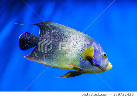 French angelfish, Pomacanthus paru swimming in blue aquarium water background French angelfish, Pomacanthus paru swimming in blue aquarium water background 139722426