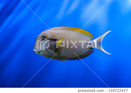 Brown surgeonfish, Acanthurus nigrofuscus nigrofuscus swimming in blue aquarium water background Brown surgeonfish, Acanthurus nigrofuscus nigrofuscus swimming in blue aquarium water background 139722427