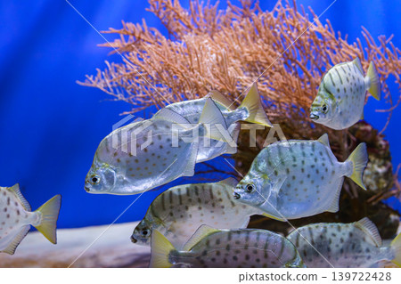 School of silver fish, Scatophagus argus or spotted scat, butterfish swimming on blue underwater School of silver fish, Scatophagus argus or spotted scat, butterfish swimming on blue underwater 139722428