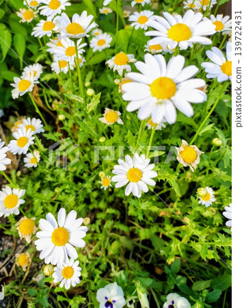 白花 白花 139722431