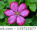 Clematis Ville de Lyon flower 139722877