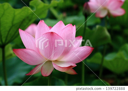 Beautifully bloomed lotus flowers Beautifully bloomed lotus flowers 139722888