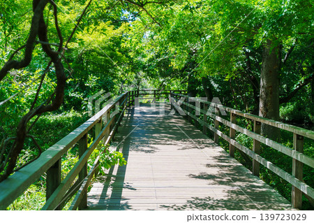 初夏時節的三寶寺池畔木棧道 初夏時節的三寶寺池畔木棧道 139723029