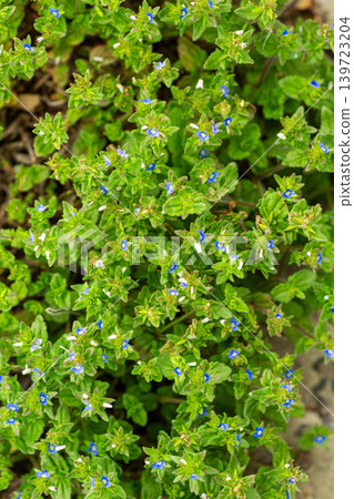 Tiny blue veronica flowers growing among green leaves 139723204