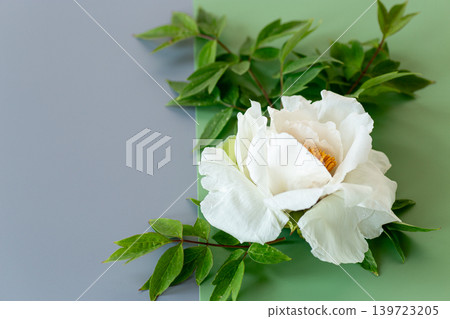 Elegant white peony blossom with pastel green backdrop Elegant white peony blossom with pastel green backdrop 139723205