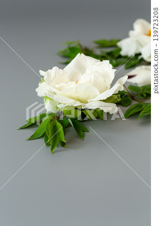 Fresh white peony bloom with green leaves Fresh white peony bloom with green leaves 139723208