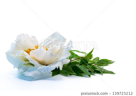 Luxury white peony blossom isolated on bright background Luxury white peony blossom isolated on bright background 139723212