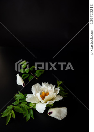 White peony flower with copy space on dark background White peony flower with copy space on dark background 139723218
