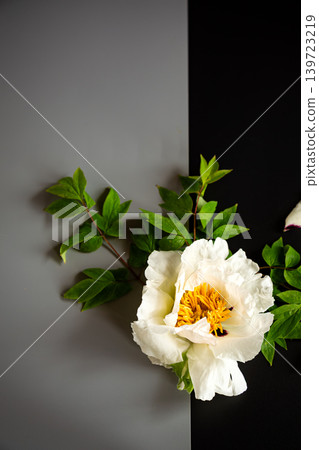 Elegant white peony blossom composition with dark contrasting background Elegant white peony blossom composition with dark contrasting background 139723219