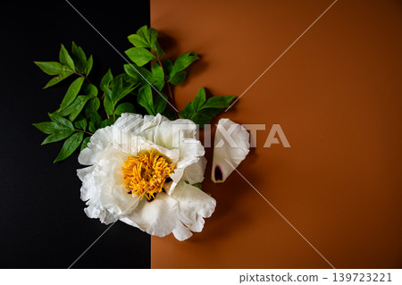White peony flower on black and brown background White peony flower on black and brown background 139723221