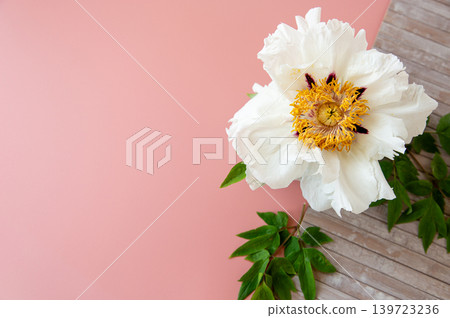 Luxury white peony blossom with pastel pink backdrop 139723236