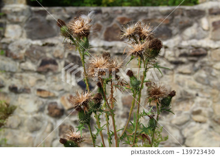 Spiny heads of thistles on the background of a stone wall 139723430