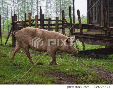 Solitary pig walks through green grass Solitary pig walks through green grass 139723474