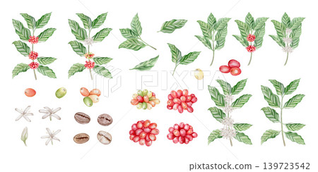 Tropical coffee plant watercolor illustration set isolated. Hand drawn botanical clipart of branches, green leaves, red berries, white flowers and roasted coffee beans. Realistic detailed drawing. Tropical coffee plant watercolor illustration set isolated. Hand drawn botanical clipart of branches, green leaves, red berries, white flowers and roasted coffee beans. Realistic detailed drawing. 139723542