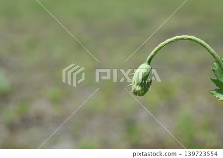 罌粟花蕾 罌粟花蕾 139723554