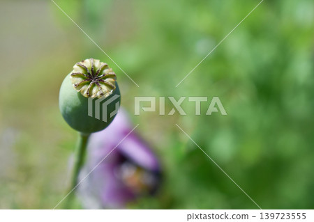 罌粟籽(Papaver dubium) 罌粟籽(Papaver dubium) 139723555