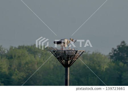 A stork carrying a frog in its beak. 139723661