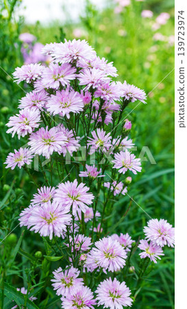 Close up of fresh white aster flowers with yellow center in outdoor plantation. 139723974