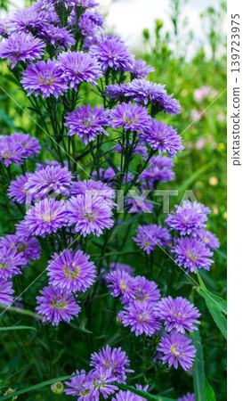 Close up of fresh white aster flowers with yellow center in outdoor plantation. Close up of fresh white aster flowers with yellow center in outdoor plantation. 139723975