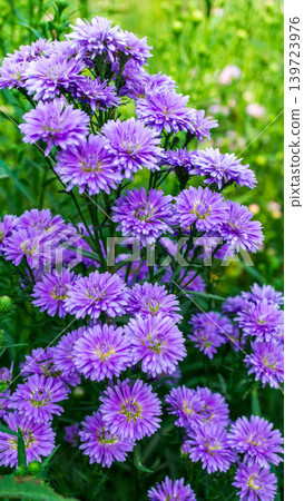 Close up of fresh white aster flowers with yellow center in outdoor plantation. Close up of fresh white aster flowers with yellow center in outdoor plantation. 139723976