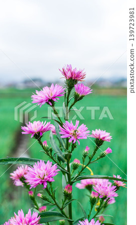 Close up of fresh white aster flowers with yellow center in outdoor plantation. 139723981