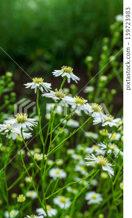 Close up of fresh white aster flowers with yellow center in outdoor plantation. 139723983