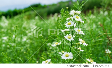 Close up of fresh white aster flowers with yellow center in outdoor plantation. Close up of fresh white aster flowers with yellow center in outdoor plantation. 139723985