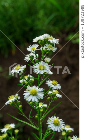 Close up of fresh white aster flowers with yellow center in outdoor plantation. 139723989