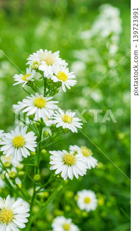 Close up of fresh white aster flowers with yellow center in outdoor plantation. Close up of fresh white aster flowers with yellow center in outdoor plantation. 139723991