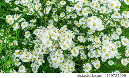 Close up of fresh white aster flowers with yellow center in outdoor plantation. Close up of fresh white aster flowers with yellow center in outdoor plantation. 139723996