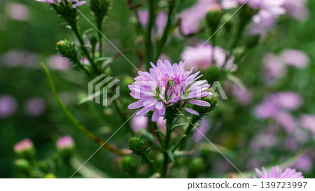 Close up of fresh white aster flowers with yellow center in outdoor plantation. 139723997