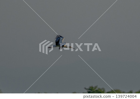 Flying stork Flying stork 139724004