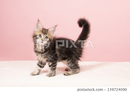 A Maine Coon kitten with a pink coat and its tail held high. A Maine Coon kitten with a pink coat and its tail held high. 139724090