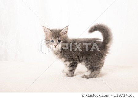 A Maine Coon kitten with its tail raised against a white background. A Maine Coon kitten with its tail raised against a white background. 139724103