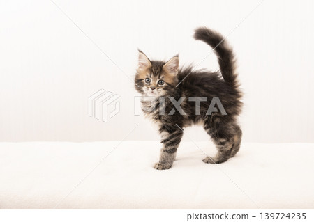 A Maine Coon kitten with its tail raised against a white background. A Maine Coon kitten with its tail raised against a white background. 139724235