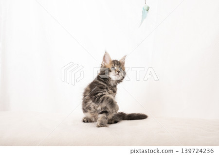 A Maine Coon kitten playing with a cat toy against a white background. A Maine Coon kitten playing with a cat toy against a white background. 139724236