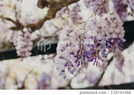 Beautiful flowers of Wisteria in a spring garden on a sunny day. 139724366