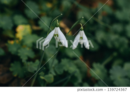 Beautiful flowers of Spring snowdrop in a spring garden. Selective focus. 139724367