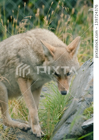 American Wolf #1 American Wolf #1 139724376